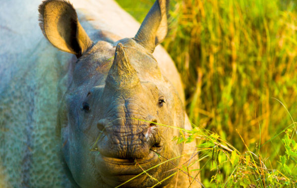 Spot wildlife in Chitwan National Park