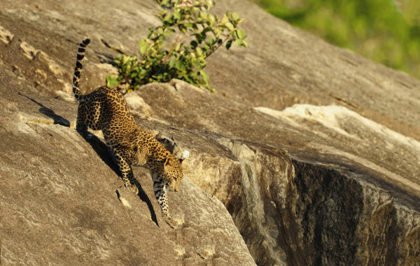Yala National Park