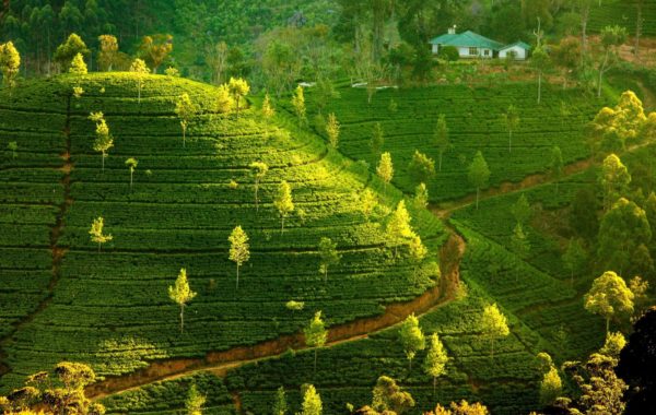 Tea Country