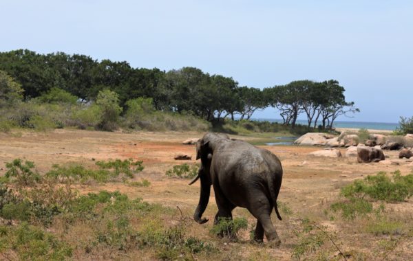 Udawalawe National Park