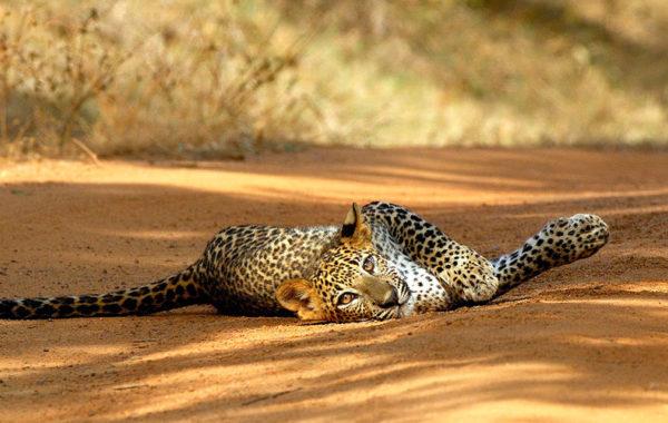 Yala National Park