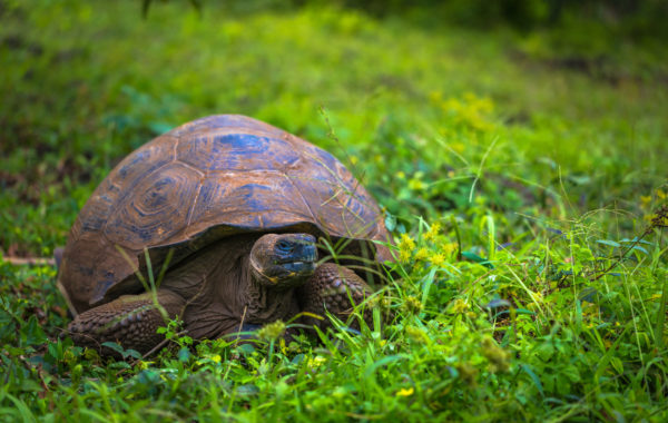 The Galapagos Islands