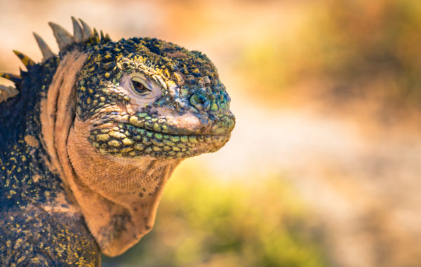 The Galapagos Islands