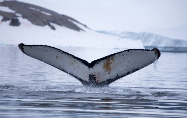 Crossing the Drake Passage