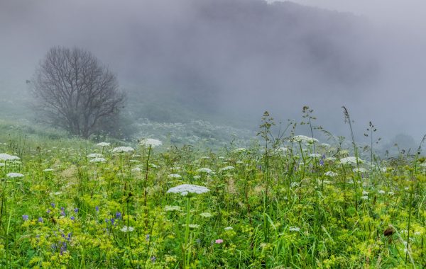 Dilijan National Park