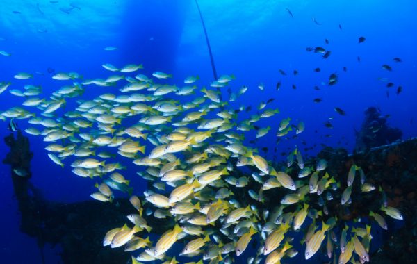 Scuba dive on the Yongala Wreck near Townsville