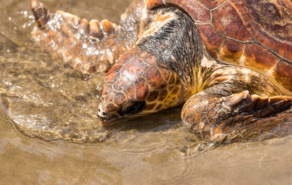 Watch turtles hatch at Mon Repos, near Bundaberg