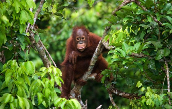 Borneo