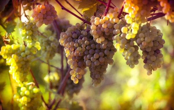 Go wine-tasting in a monastery