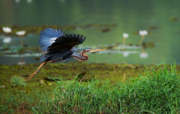 Hutovo Blato Nature Reserve