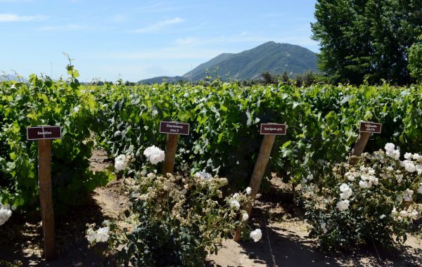 Colchagua Valley