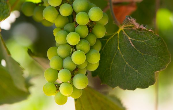 Colchagua Valley
