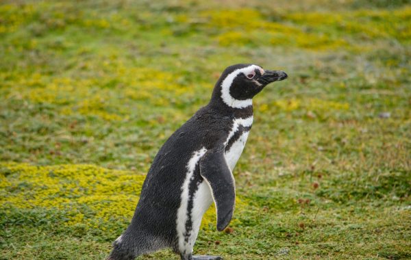 Punta Arenas