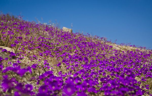 Atacama Desert