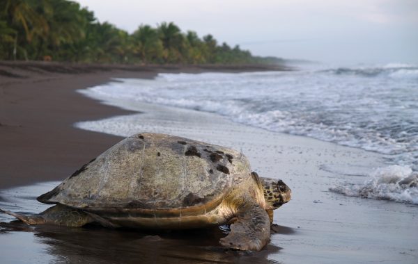 Tortuguero