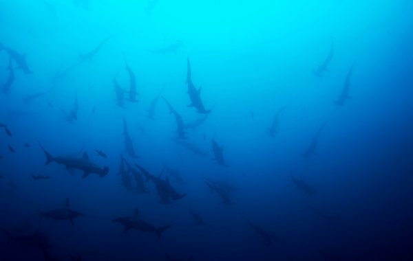 Cocos Island