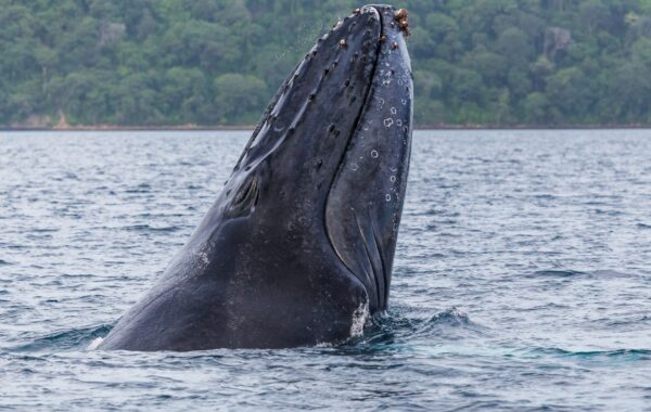 Visit Ballena National Marine Park