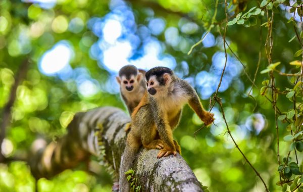 Manuel Antonio National Park