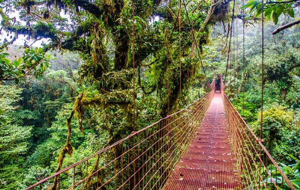 Lose your head in the clouds at Monteverde
