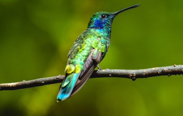 Monteverde