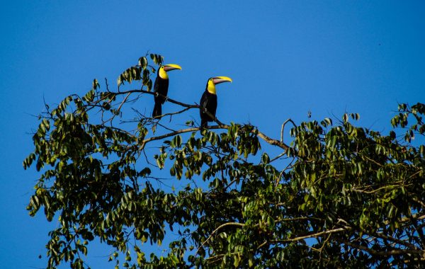 Tortuguero