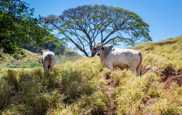 Guanacaste
