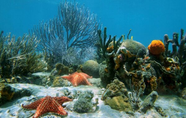 Snorkelling in Cahuita