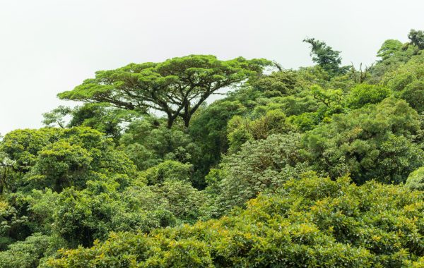 Monteverde