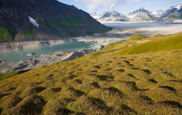 Denali National Park