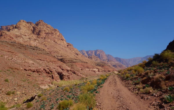 Day hike with a Bedouin shepherd and his flock in Wadi Dana