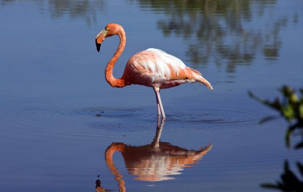 Isla Floreana