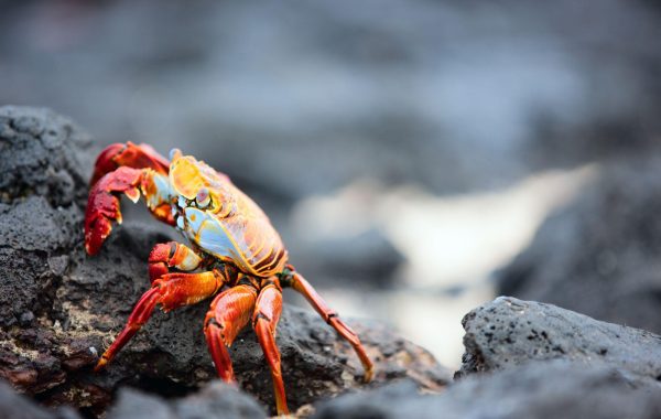 Explore Punta Espinosa colourful sea life