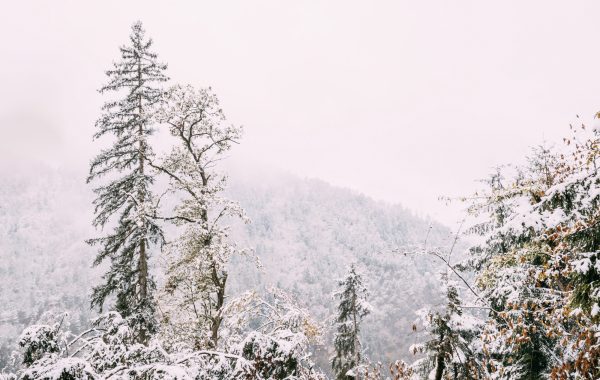 Borjomi-Kharagauli National Park
