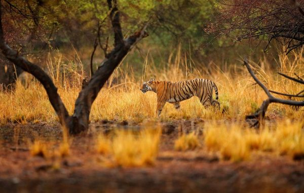 Search for tigers in Ranthambore National Park