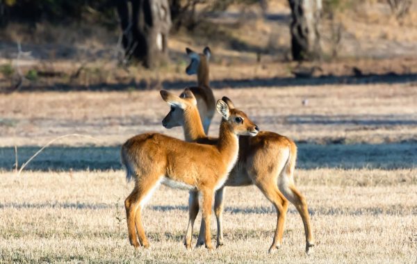 Kafue National Park