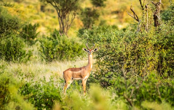 Laikipia