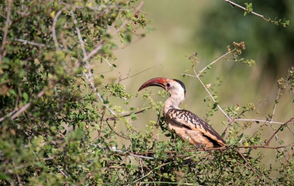 Laikipia