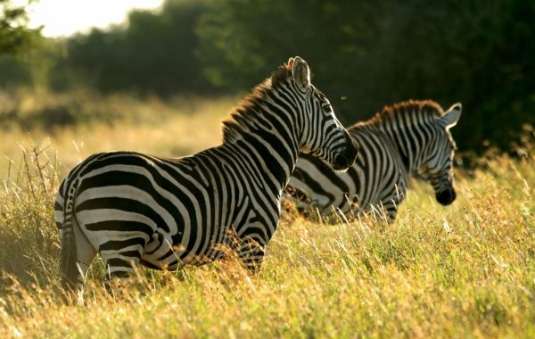 Laikipia