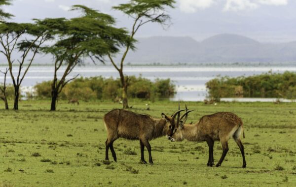 Walk with wildlife on Crescent Island