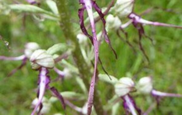 See orchids in Cape Kamenjak