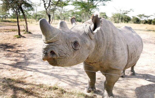 See the rhino sanctuary of Ol Pejeta