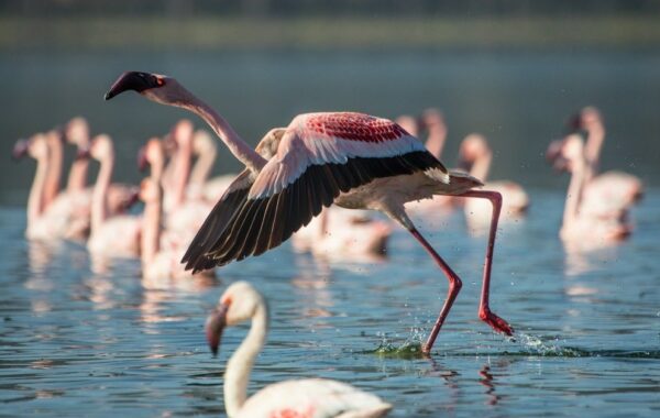 Lake Nakuru safari