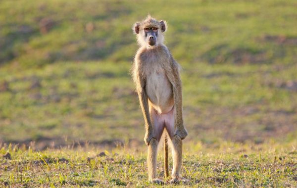 South Luangwa National Park
