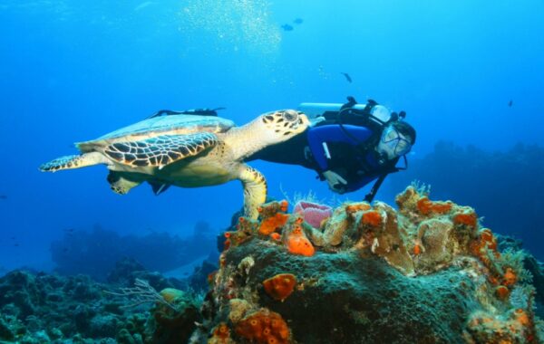 Dive pristine reefs at Isla Cozumel