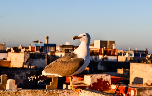Essaouira