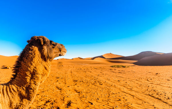 Take a sunset camel trek in the Sahara Desert