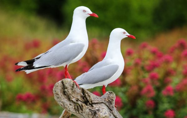 Kaikoura