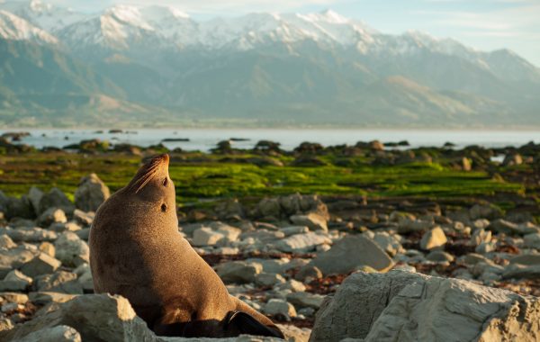 Kaikoura
