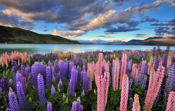 Stargaze at Lake Tekapo