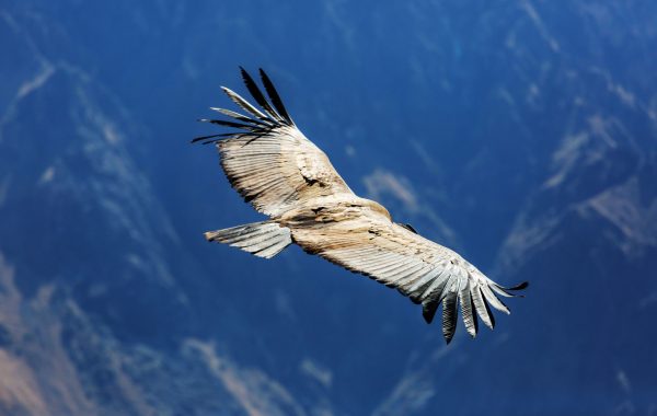 Colca Canyon